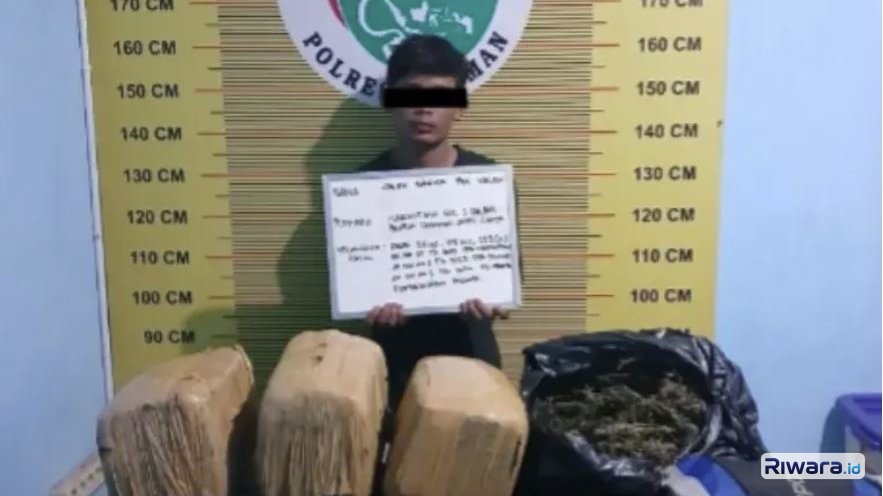 Kurir ganja yang ditangkap petugas Polres Pasaman